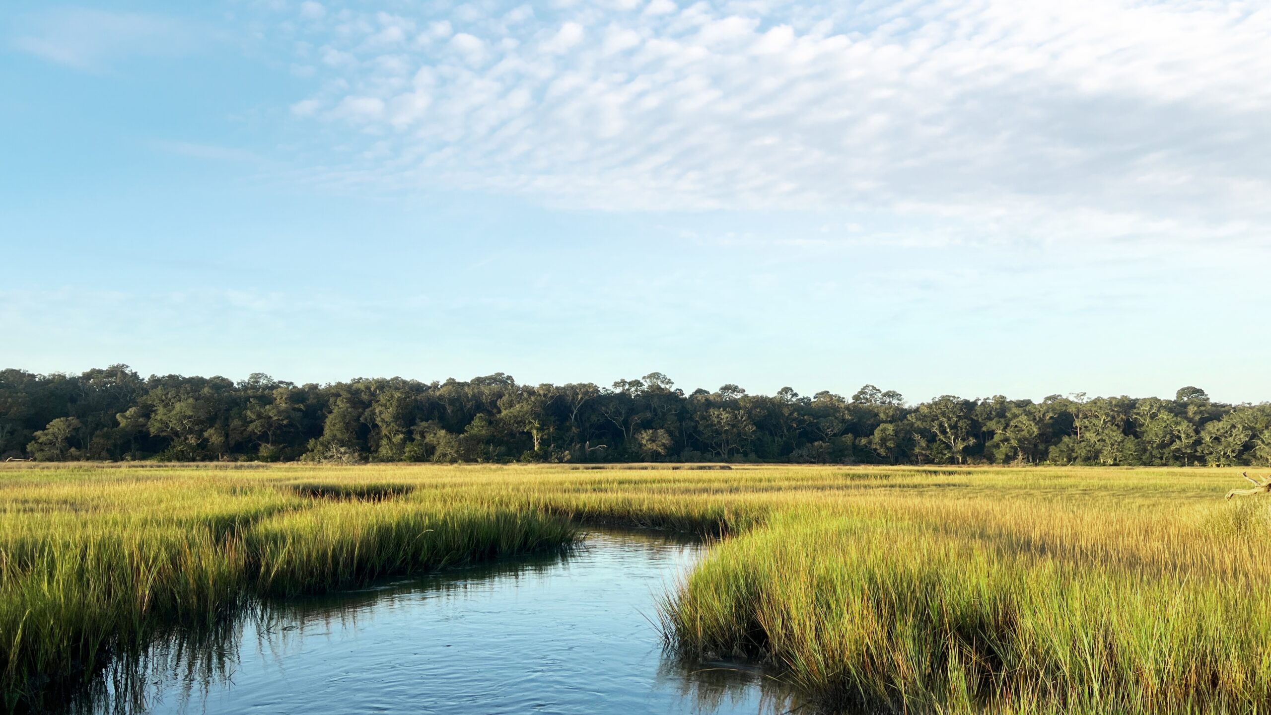 A landscape featuring wetlands, green grass and a blue sky.