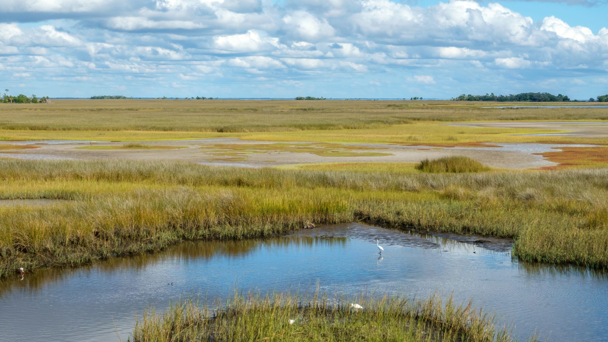 A landscape featuring green grass, wetland and blue sky.