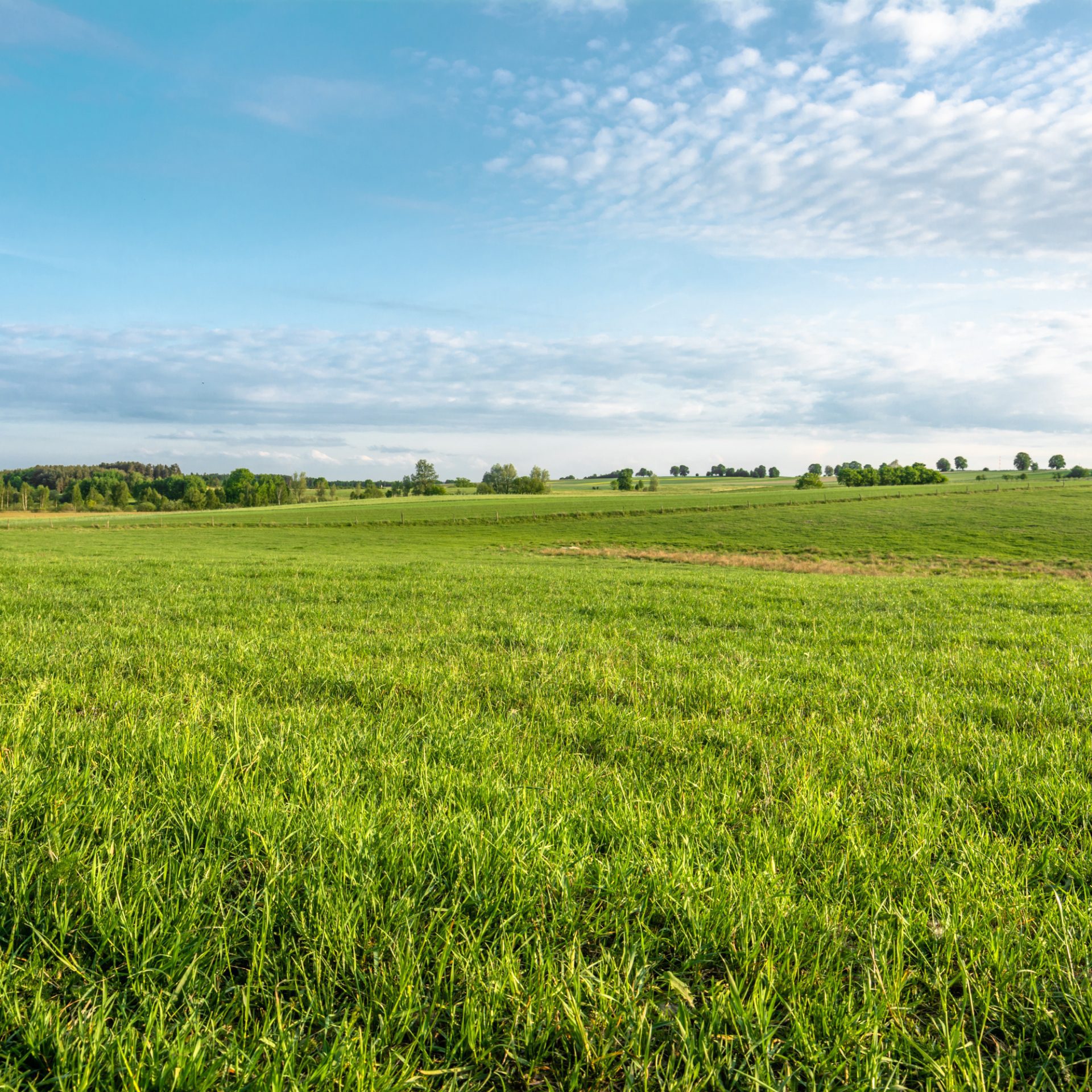 A green landscape with a blue sky.