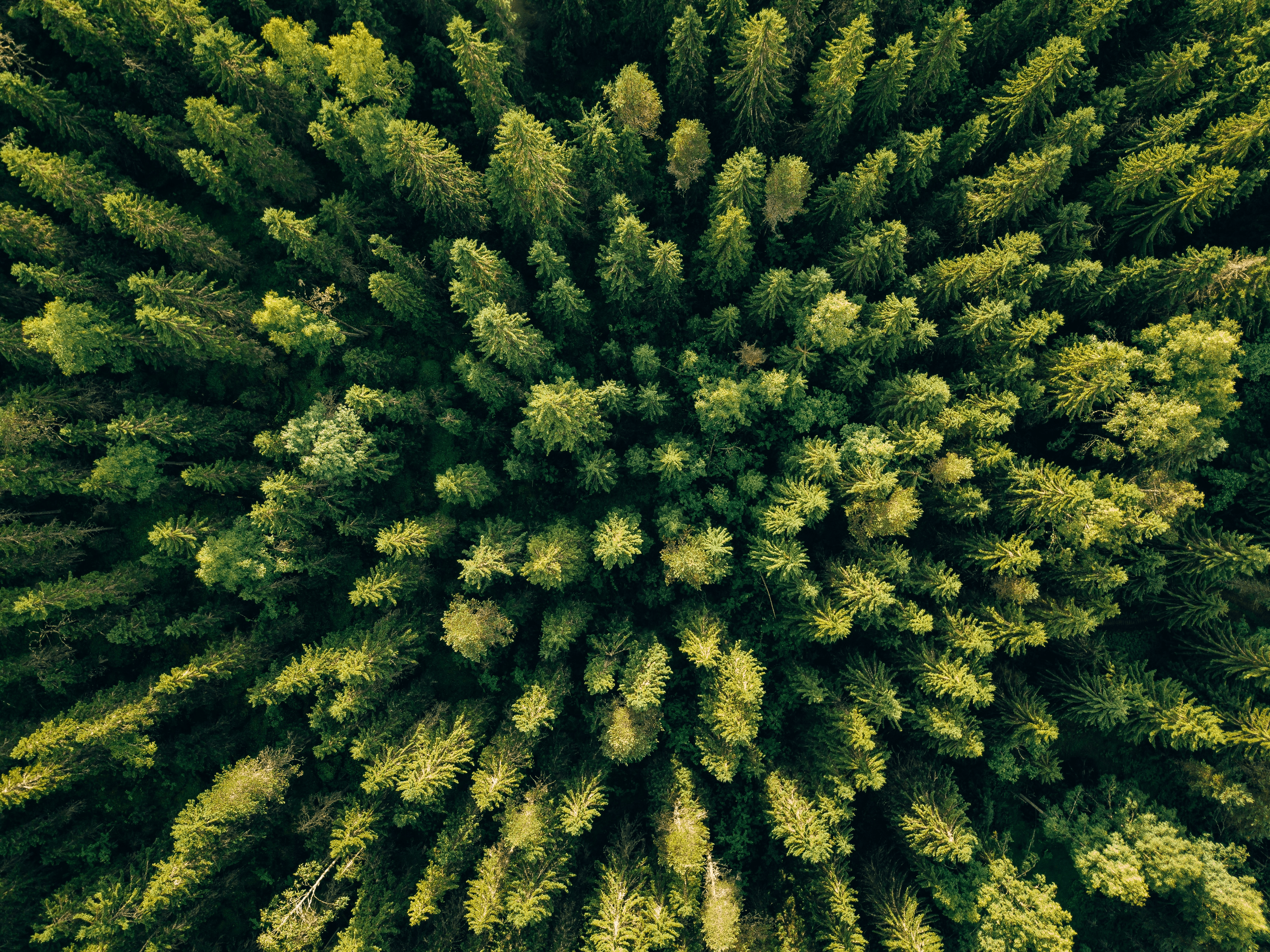 A ring of trees.