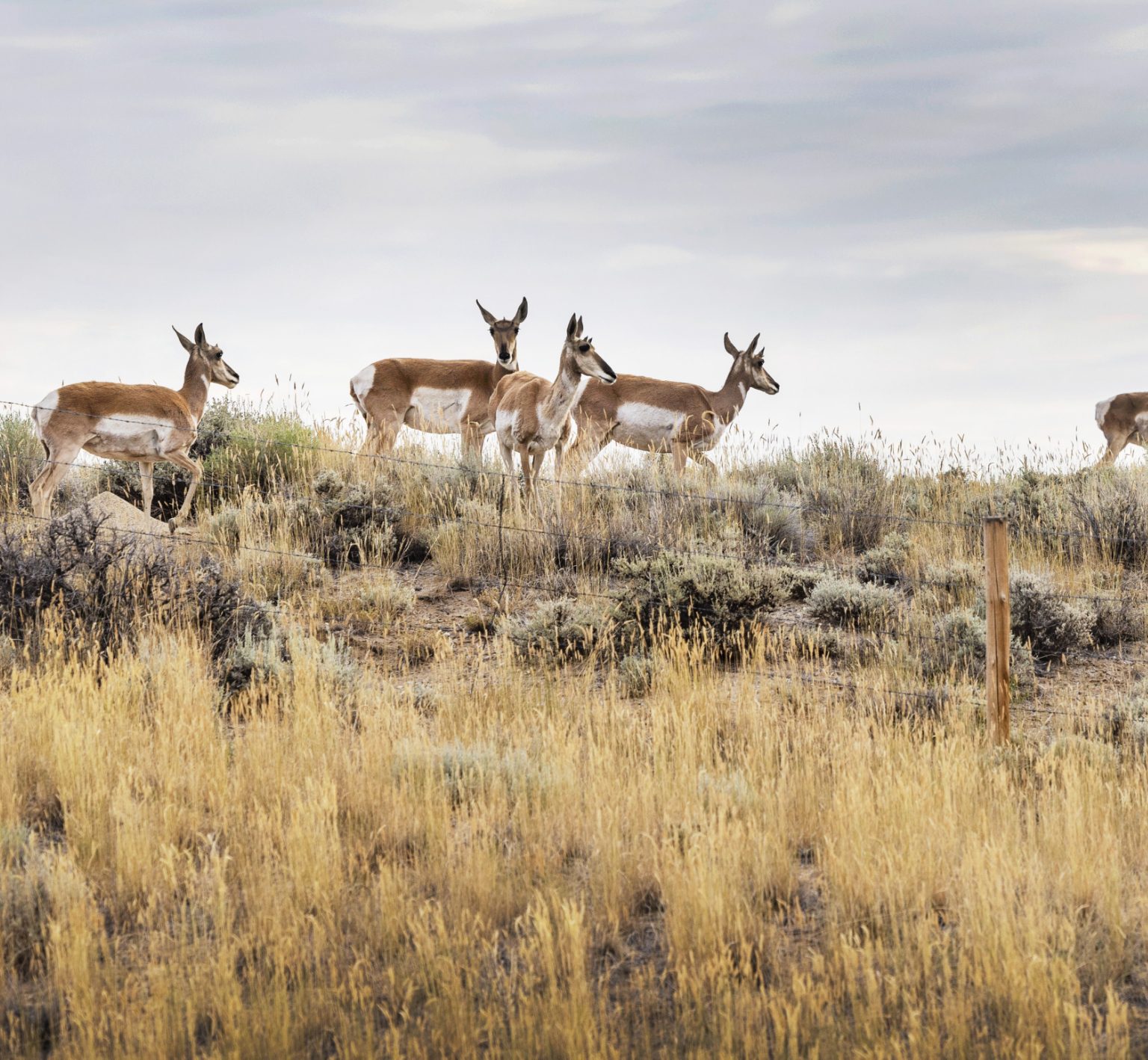 A landscape featuring deer.