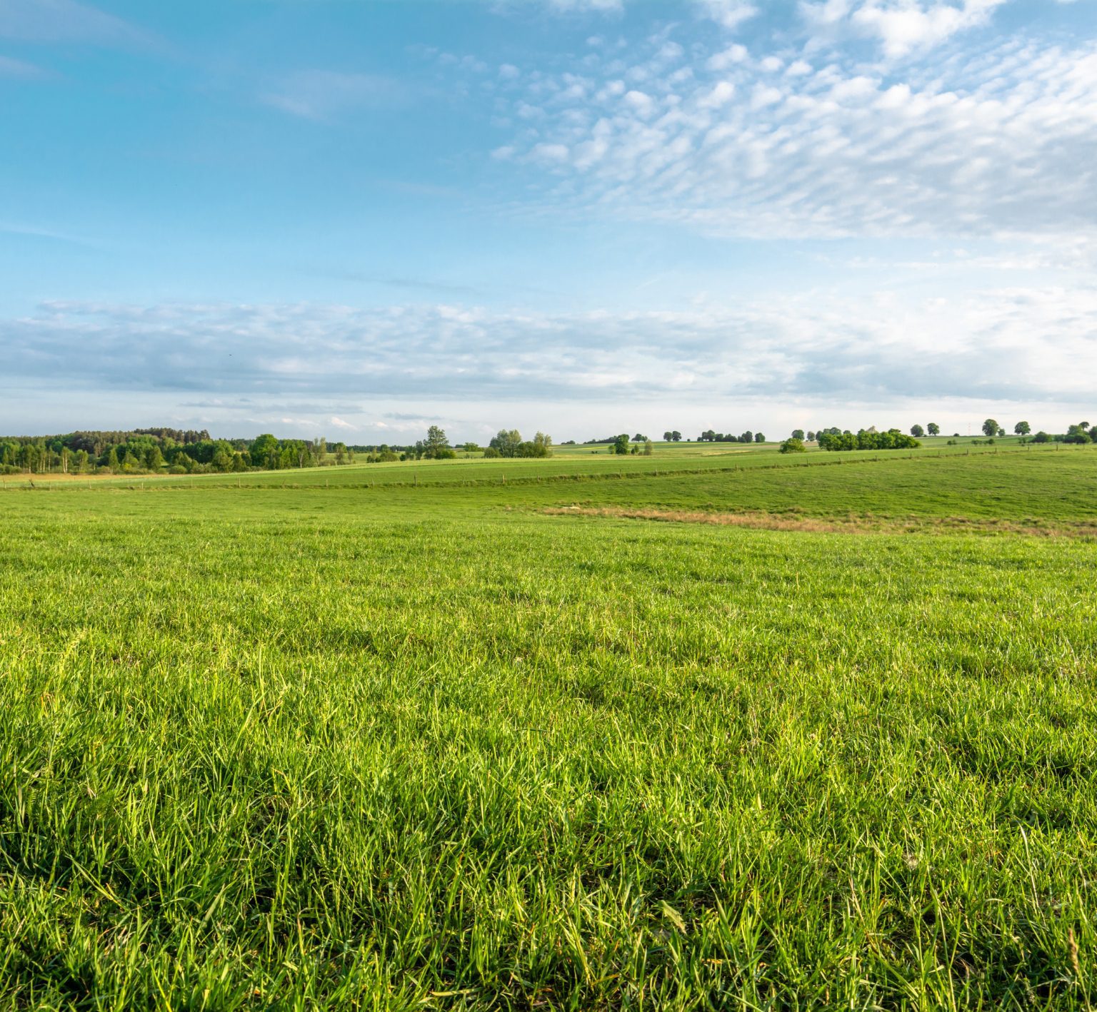 A landscape featuring green grass and a blue sky.