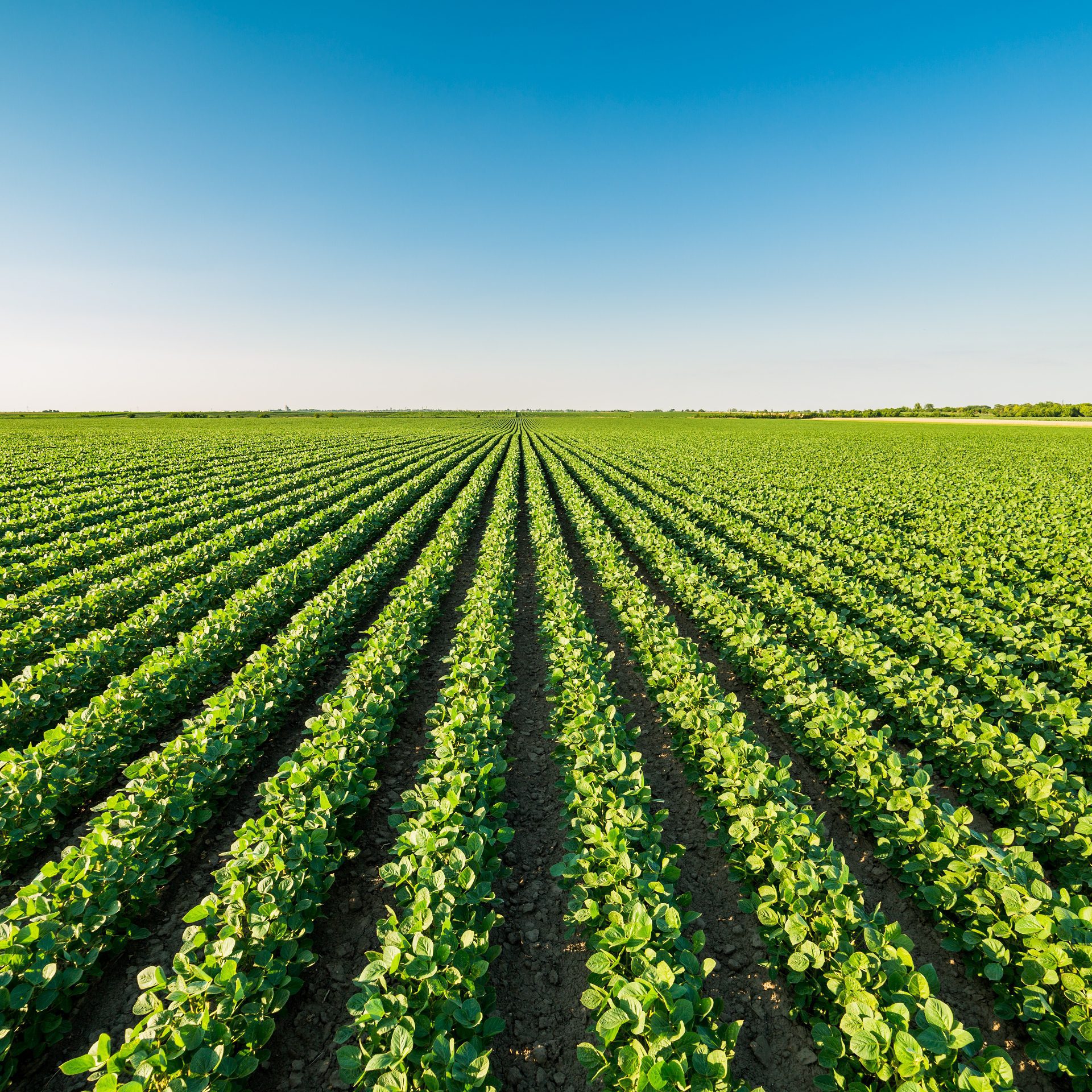 Rows of green crops under a blue sky.